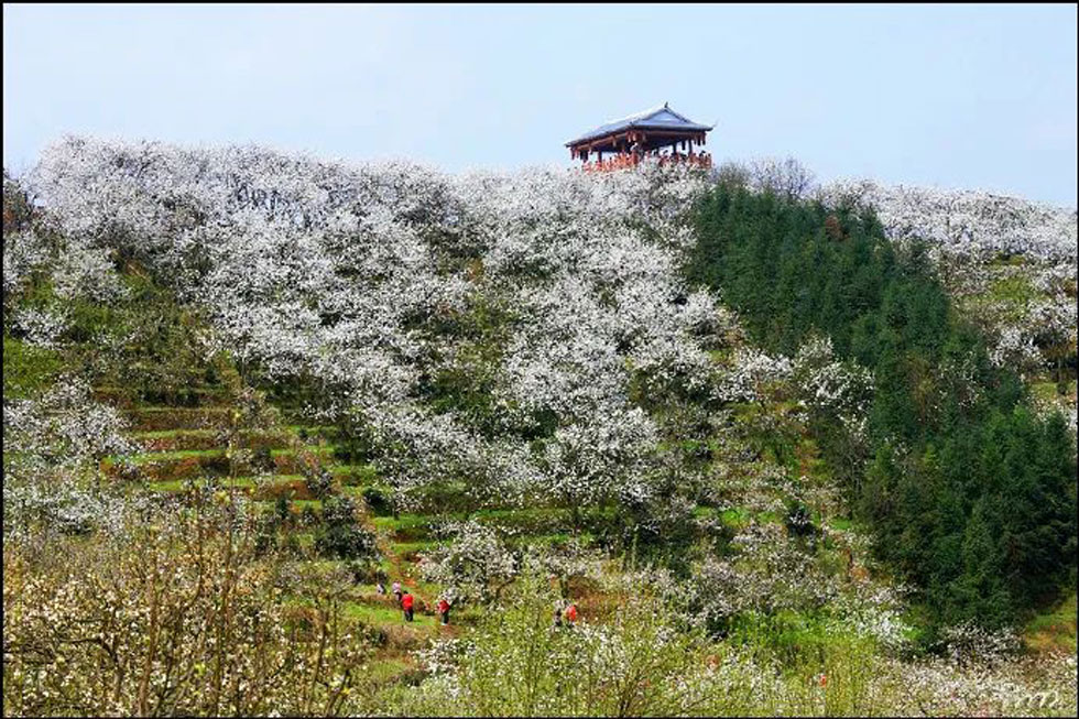 【春天，广西桂林灌阳县向您发出邀请！】我们在灌阳看梨花 - 游山玩水 - 娄底生活社区 - 娄底28生活网 ld.28life.net