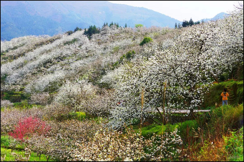 【春天，广西桂林灌阳县向您发出邀请！】我们在灌阳看梨花 - 游山玩水 - 娄底生活社区 - 娄底28生活网 ld.28life.net