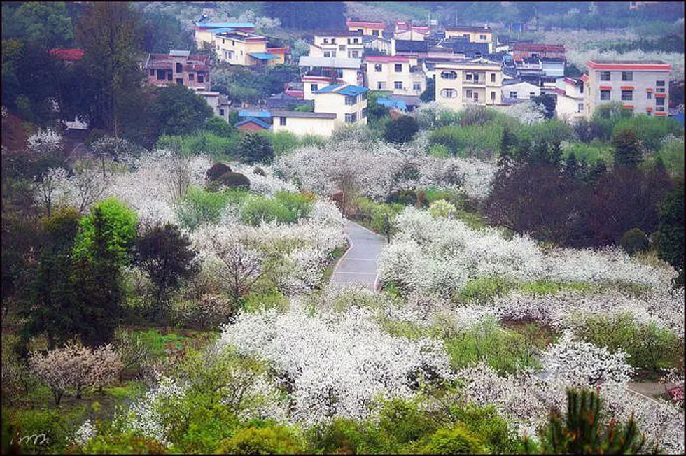 【春天，广西桂林灌阳县向您发出邀请！】我们在灌阳看梨花 - 游山玩水 - 娄底生活社区 - 娄底28生活网 ld.28life.net
