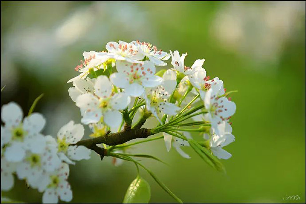 【春天，广西桂林灌阳县向您发出邀请！】我们在灌阳看梨花 - 游山玩水 - 娄底生活社区 - 娄底28生活网 ld.28life.net