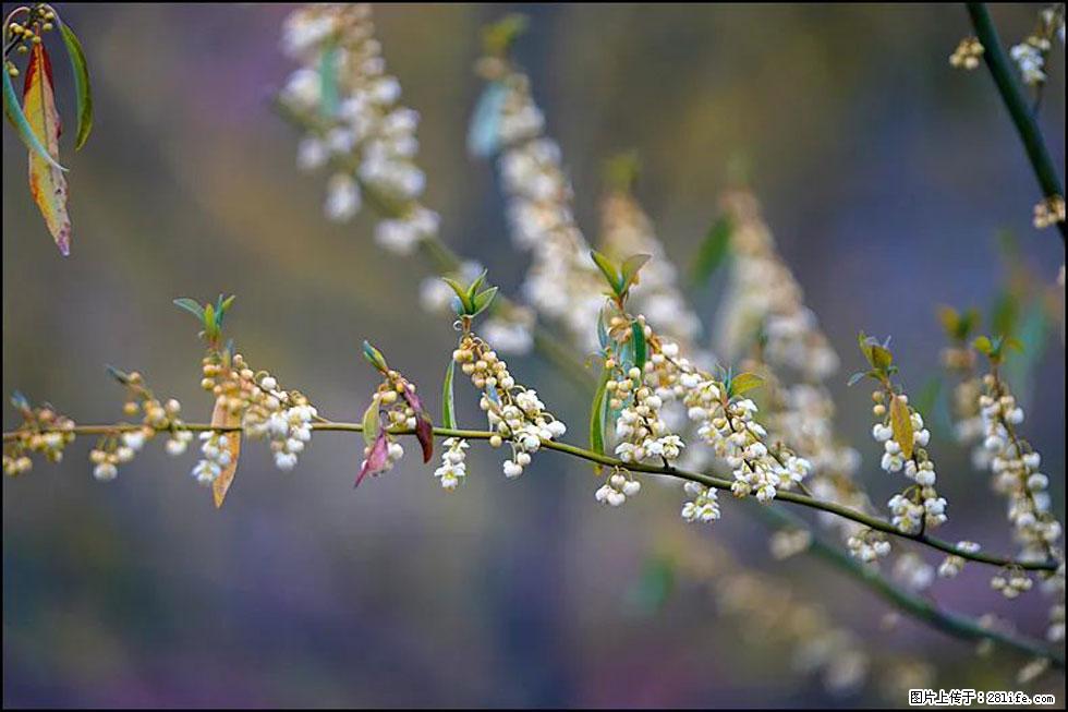 【春天，广西桂林灌阳县向您发出邀请！】米珠山前有片山苍子花在飘香 - 游山玩水 - 娄底生活社区 - 娄底28生活网 ld.28life.net