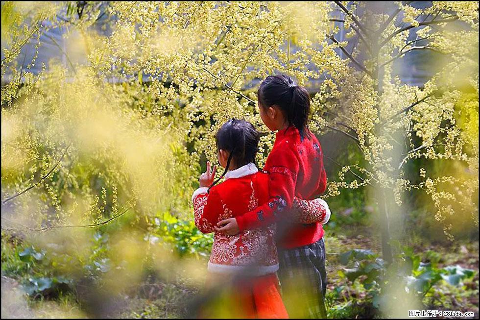 【春天，广西桂林灌阳县向您发出邀请！】米珠山前有片山苍子花在飘香 - 游山玩水 - 娄底生活社区 - 娄底28生活网 ld.28life.net