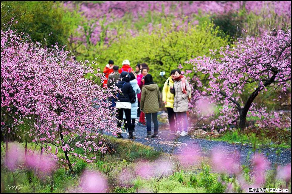 【春天，广西桂林灌阳县向您发出邀请！】官庄村有个醉美的桃花园 - 游山玩水 - 娄底生活社区 - 娄底28生活网 ld.28life.net