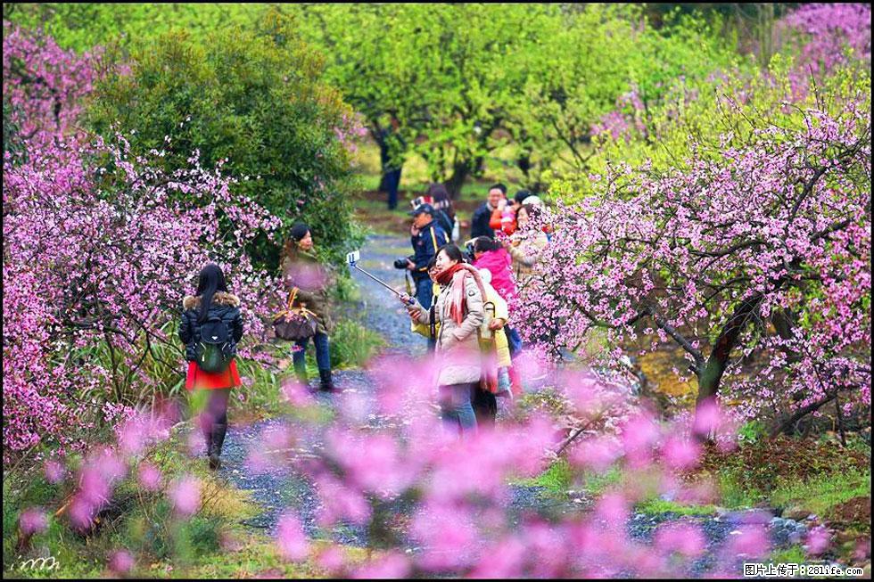 【春天，广西桂林灌阳县向您发出邀请！】官庄村有个醉美的桃花园 - 游山玩水 - 娄底生活社区 - 娄底28生活网 ld.28life.net