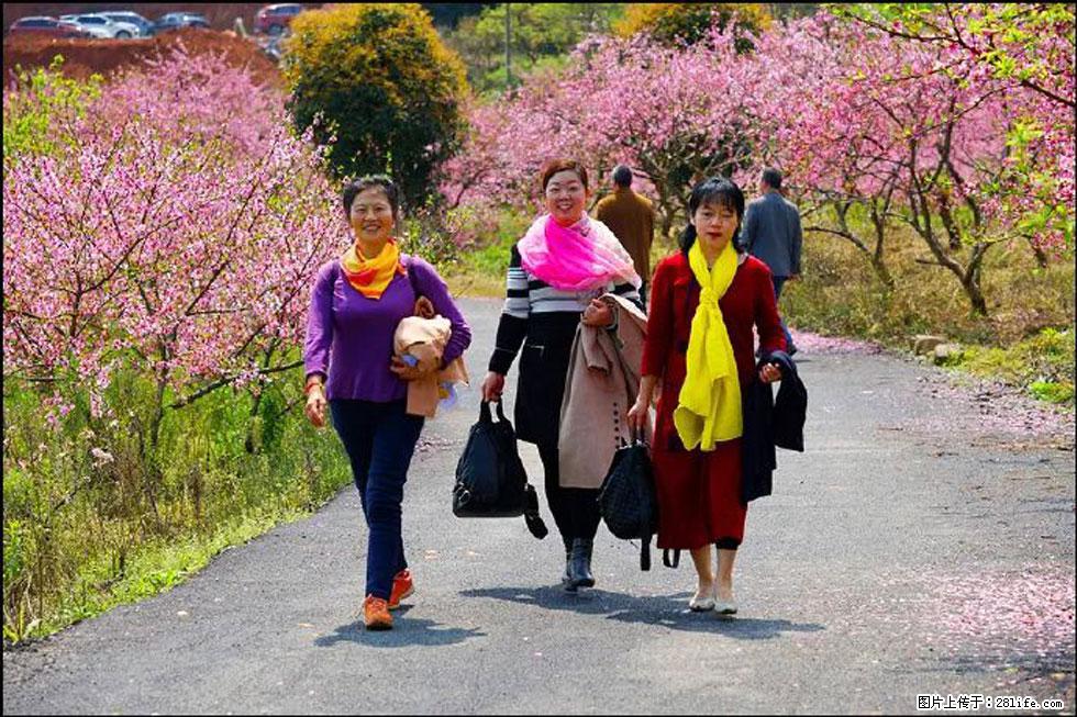 【春天，广西桂林灌阳县向您发出邀请！】官庄村有个醉美的桃花园 - 游山玩水 - 娄底生活社区 - 娄底28生活网 ld.28life.net