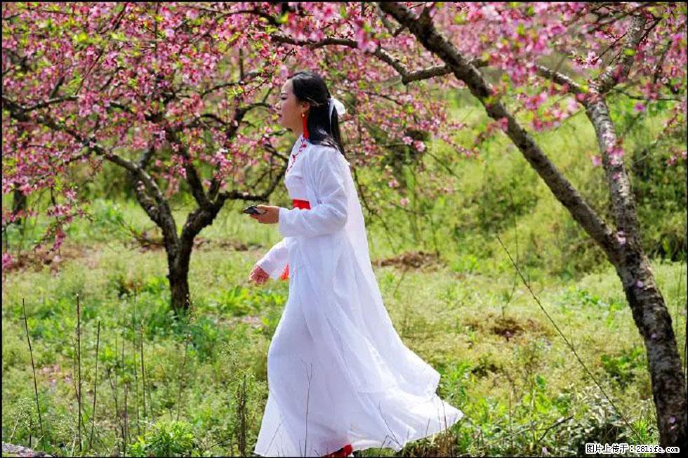 【春天，广西桂林灌阳县向您发出邀请！】官庄村有个醉美的桃花园 - 游山玩水 - 娄底生活社区 - 娄底28生活网 ld.28life.net