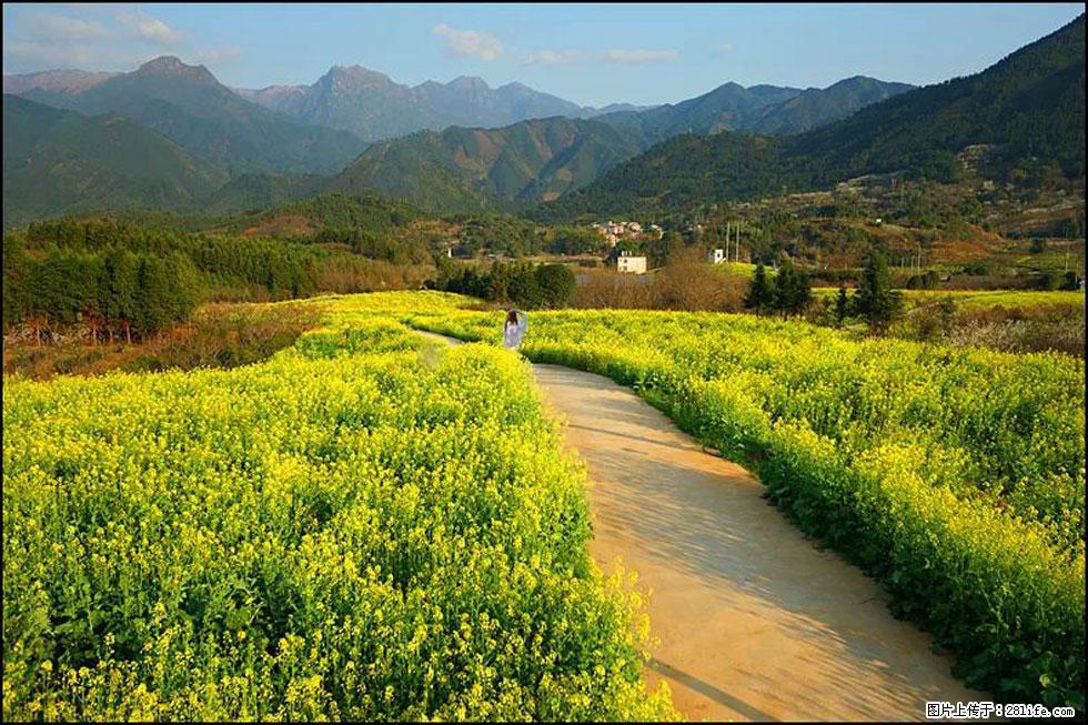 【春天，广西桂林灌阳县向您发出邀请！】长坪村油菜盛情花开 - 游山玩水 - 娄底生活社区 - 娄底28生活网 ld.28life.net