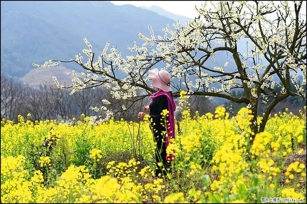 【春天，广西桂林灌阳县向您发出邀请！】长坪村油菜盛情花开 - 游山玩水 - 娄底生活社区 - 娄底28生活网 ld.28life.net
