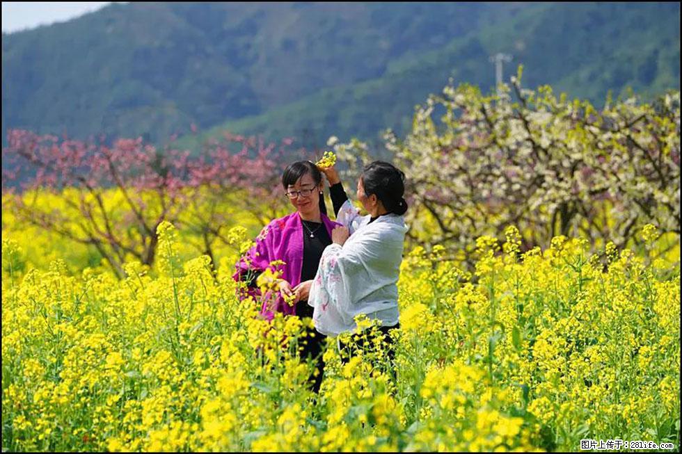 【春天，广西桂林灌阳县向您发出邀请！】长坪村油菜盛情花开 - 游山玩水 - 娄底生活社区 - 娄底28生活网 ld.28life.net