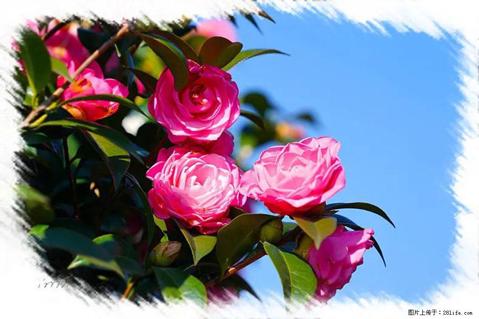 【春天，广西桂林灌阳县向您发出邀请！】杨柳井茶花惹人爱 - 游山玩水 - 娄底生活社区 - 娄底28生活网 ld.28life.net