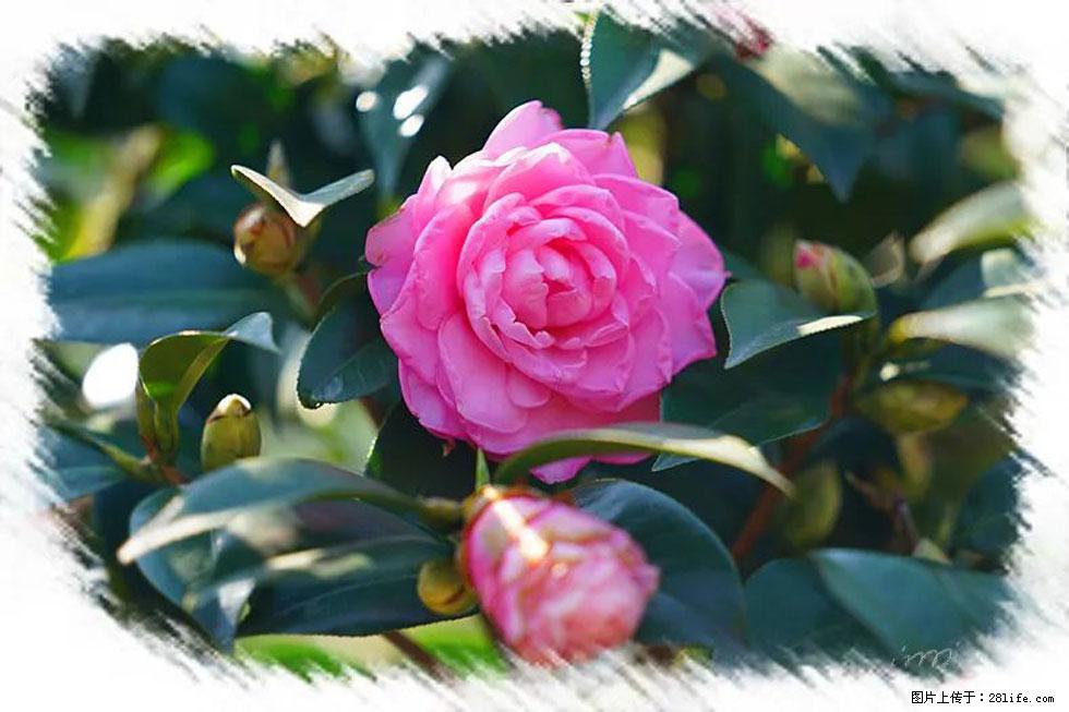 【春天，广西桂林灌阳县向您发出邀请！】杨柳井茶花惹人爱 - 游山玩水 - 娄底生活社区 - 娄底28生活网 ld.28life.net