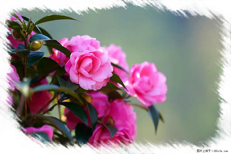 【春天，广西桂林灌阳县向您发出邀请！】杨柳井茶花惹人爱 - 游山玩水 - 娄底生活社区 - 娄底28生活网 ld.28life.net