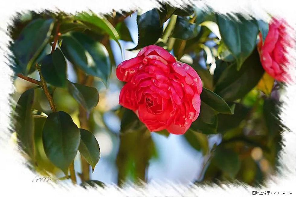 【春天，广西桂林灌阳县向您发出邀请！】杨柳井茶花惹人爱 - 游山玩水 - 娄底生活社区 - 娄底28生活网 ld.28life.net