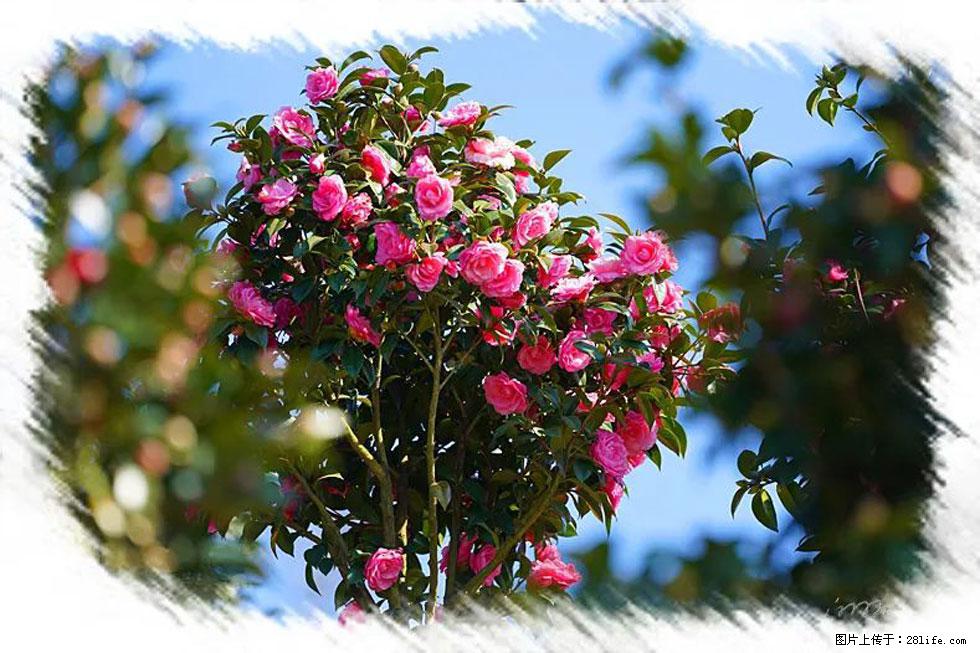 【春天，广西桂林灌阳县向您发出邀请！】杨柳井茶花惹人爱 - 游山玩水 - 娄底生活社区 - 娄底28生活网 ld.28life.net
