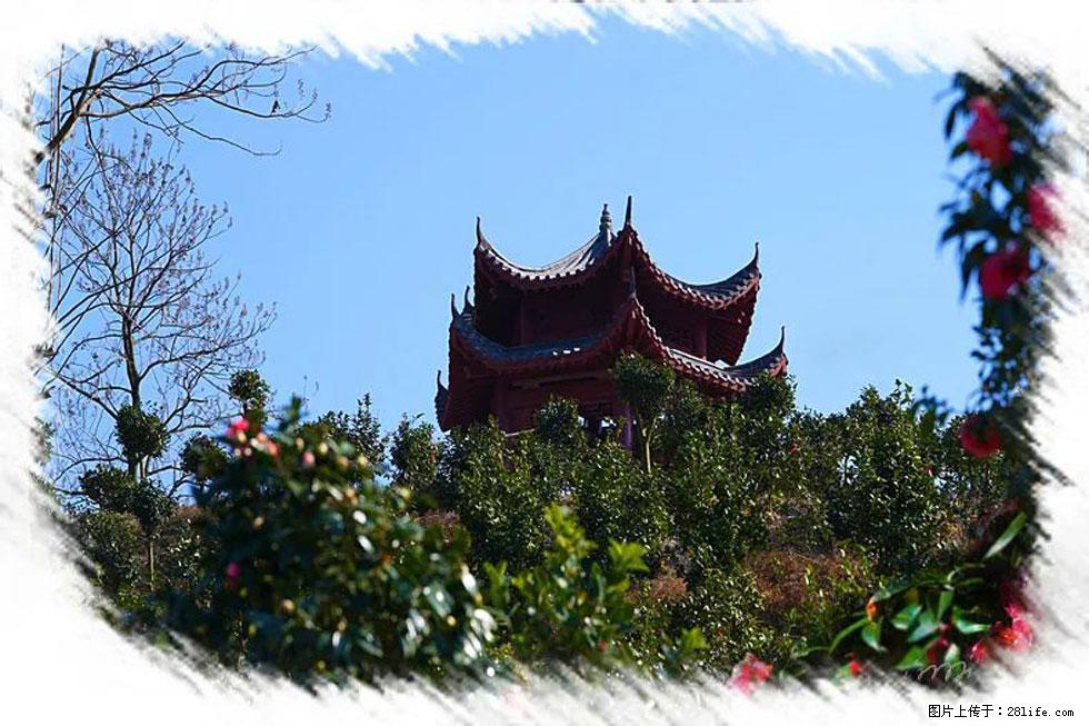 【春天，广西桂林灌阳县向您发出邀请！】杨柳井茶花惹人爱 - 游山玩水 - 娄底生活社区 - 娄底28生活网 ld.28life.net