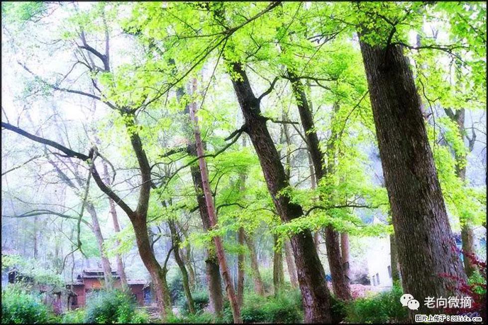 【春天，广西桂林灌阳县向您发出邀请！】在小龙村与春天约会 - 游山玩水 - 娄底生活社区 - 娄底28生活网 ld.28life.net