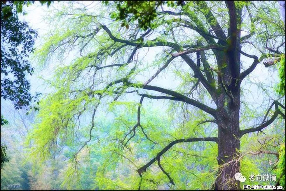 【春天，广西桂林灌阳县向您发出邀请！】在小龙村与春天约会 - 游山玩水 - 娄底生活社区 - 娄底28生活网 ld.28life.net