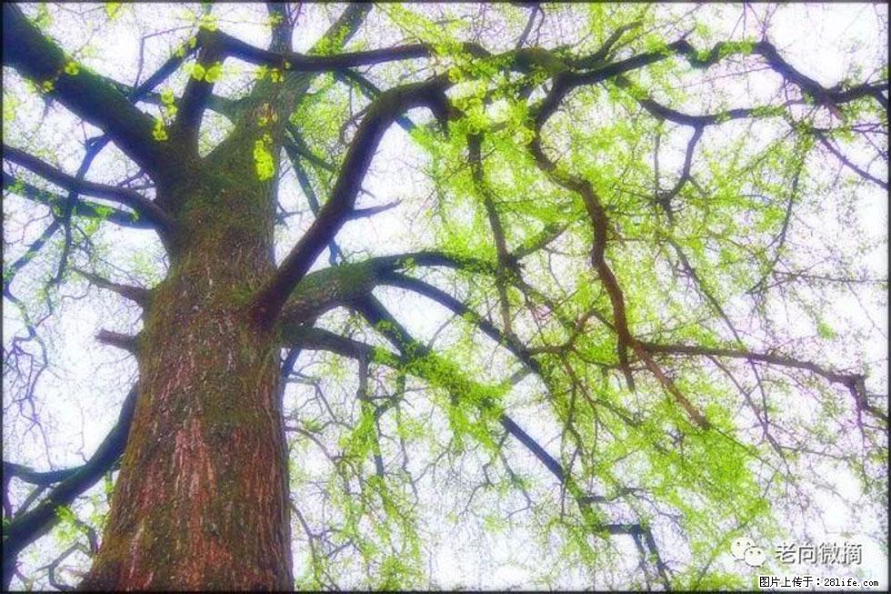 【春天，广西桂林灌阳县向您发出邀请！】在小龙村与春天约会 - 游山玩水 - 娄底生活社区 - 娄底28生活网 ld.28life.net