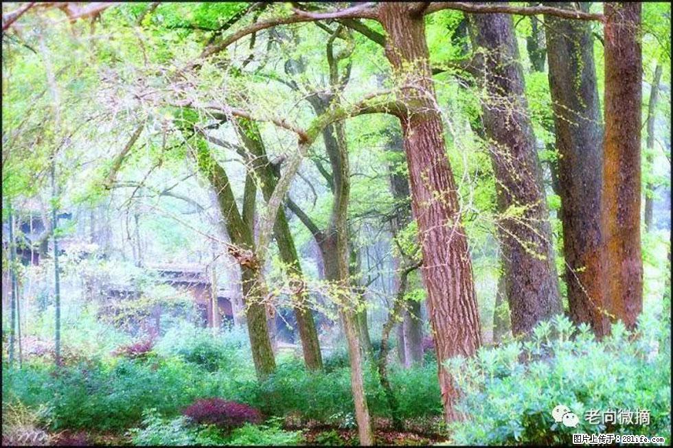 【春天，广西桂林灌阳县向您发出邀请！】在小龙村与春天约会 - 游山玩水 - 娄底生活社区 - 娄底28生活网 ld.28life.net