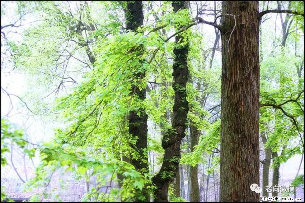 【春天，广西桂林灌阳县向您发出邀请！】在小龙村与春天约会 - 游山玩水 - 娄底生活社区 - 娄底28生活网 ld.28life.net
