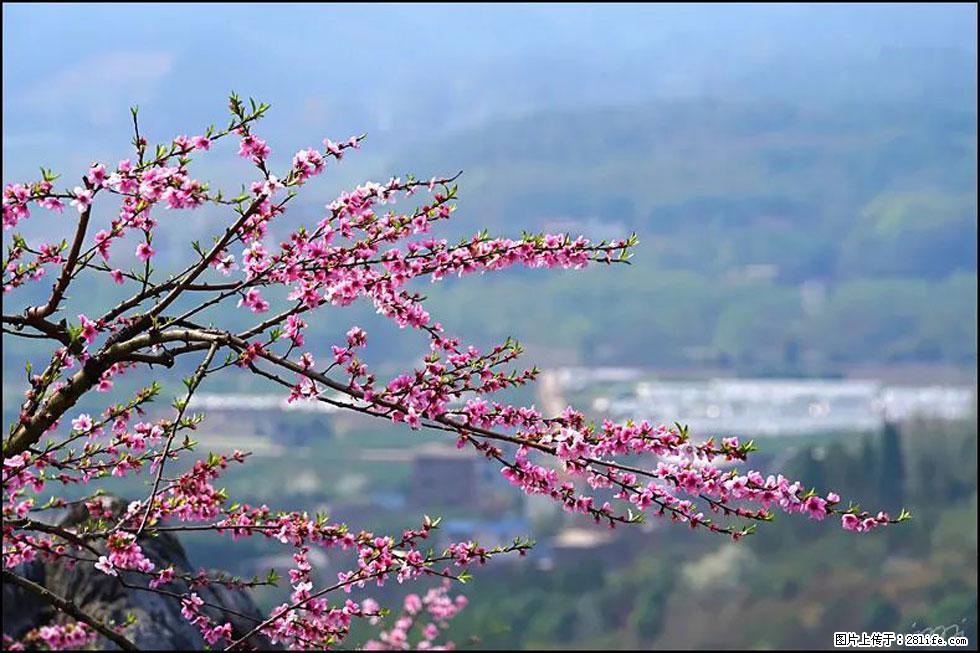 【春天，广西桂林灌阳县向您发出邀请！】望月岭上桃花开 - 游山玩水 - 娄底生活社区 - 娄底28生活网 ld.28life.net