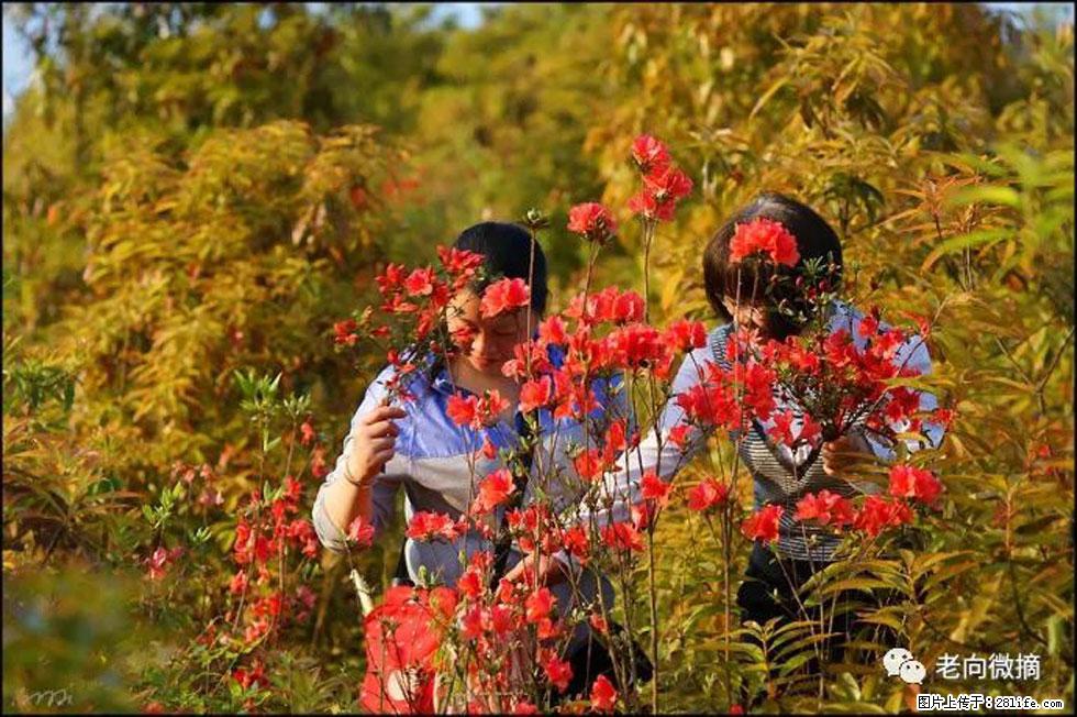 【春天，广西桂林灌阳县向您发出邀请！】登麒麟山，相约映山红 - 游山玩水 - 娄底生活社区 - 娄底28生活网 ld.28life.net