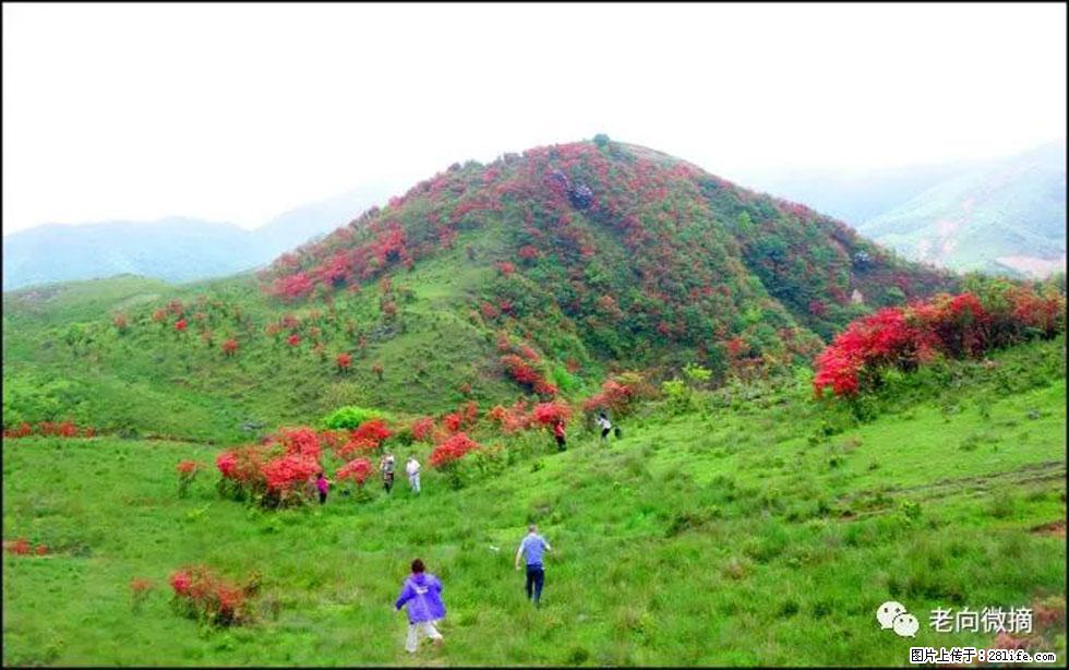 【春天，广西桂林灌阳县向您发出邀请！】宝盖山上映山红 - 游山玩水 - 娄底生活社区 - 娄底28生活网 ld.28life.net