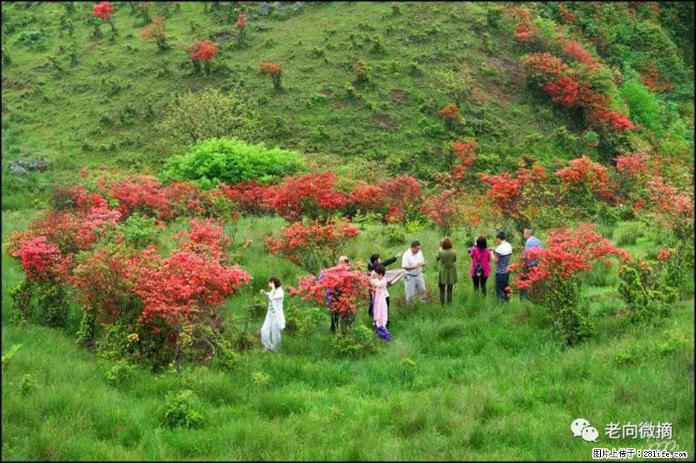 【春天，广西桂林灌阳县向您发出邀请！】宝盖山上映山红 - 游山玩水 - 娄底生活社区 - 娄底28生活网 ld.28life.net