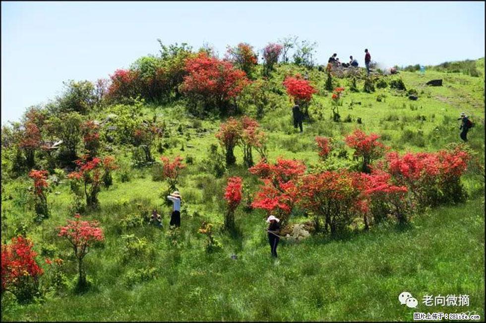 【春天，广西桂林灌阳县向您发出邀请！】宝盖山上映山红 - 游山玩水 - 娄底生活社区 - 娄底28生活网 ld.28life.net