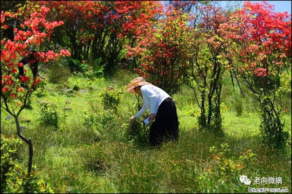 【春天，广西桂林灌阳县向您发出邀请！】宝盖山上映山红 - 游山玩水 - 娄底生活社区 - 娄底28生活网 ld.28life.net
