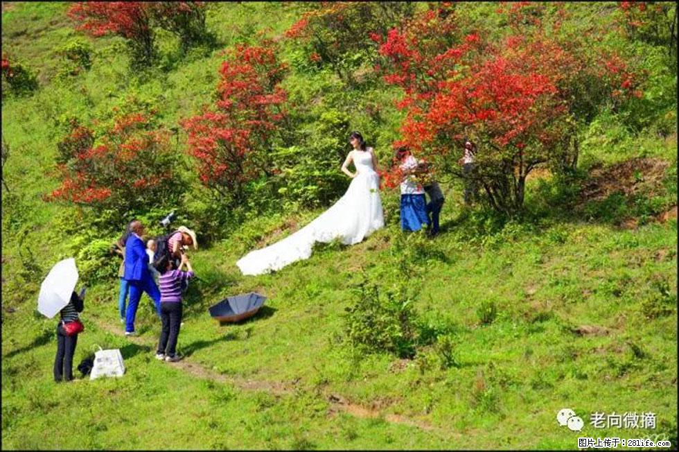 【春天，广西桂林灌阳县向您发出邀请！】宝盖山上映山红 - 游山玩水 - 娄底生活社区 - 娄底28生活网 ld.28life.net