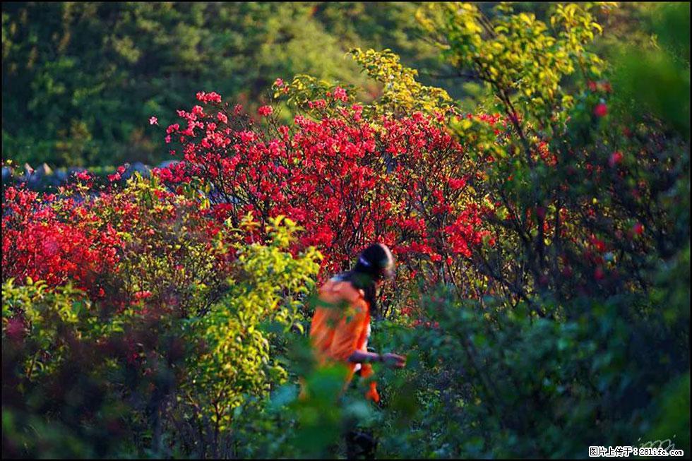 【春天，广西桂林灌阳县向您发出邀请！】春木界上映山红 - 游山玩水 - 娄底生活社区 - 娄底28生活网 ld.28life.net