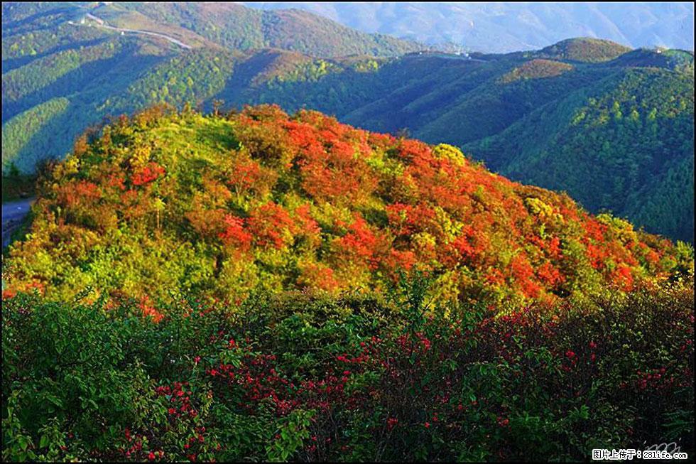 【春天，广西桂林灌阳县向您发出邀请！】春木界上映山红 - 游山玩水 - 娄底生活社区 - 娄底28生活网 ld.28life.net
