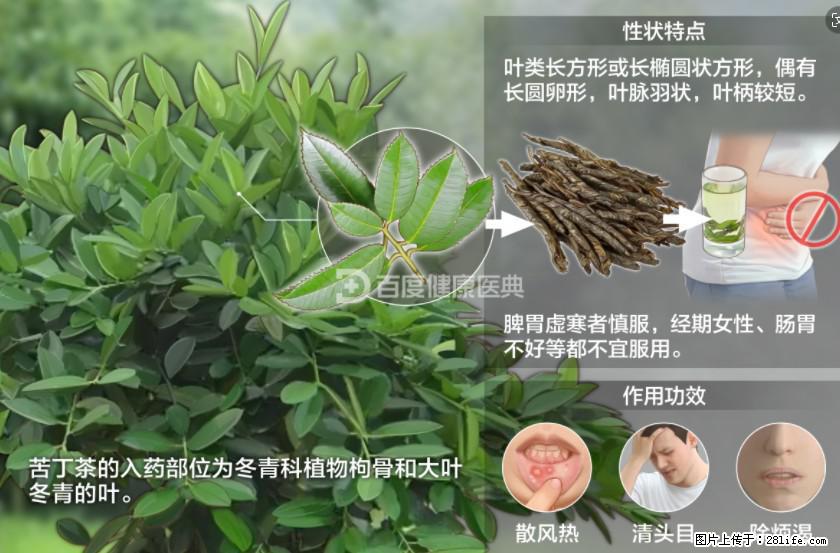 苦丁茶有哪些功效和作用 - 生活百科 - 娄底生活社区 - 娄底28生活网 ld.28life.net