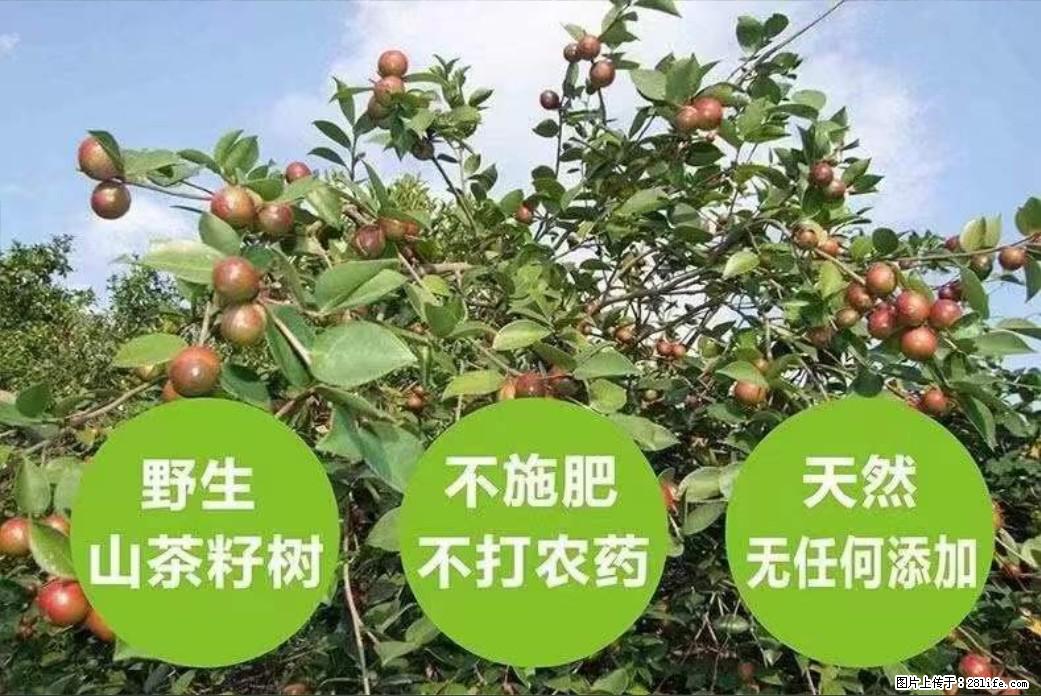 【灌阳县油茶产业示范区】一个有着充实的精神生活的人，对待身外之物自会有一种淡泊的态度 - 美食天地 - 娄底生活社区 - 娄底28生活网 ld.28life.net