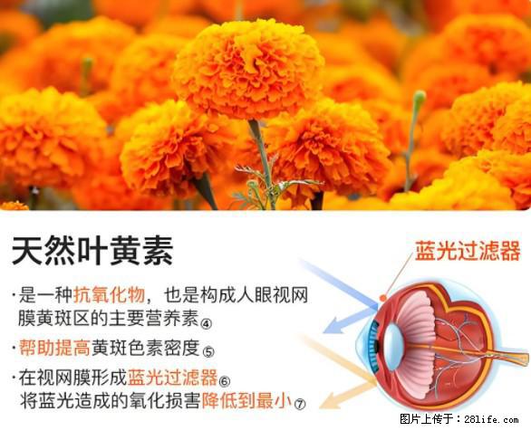 叶黄素有什么功效和作用 - 生活百科 - 娄底生活社区 - 娄底28生活网 ld.28life.net