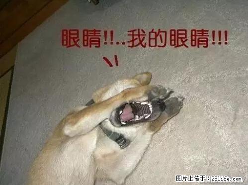 笑癫了！一女的怀孕三年未生，他终于忍不住了... - 娱乐八卦 - 娄底生活社区 - 娄底28生活网 ld.28life.net