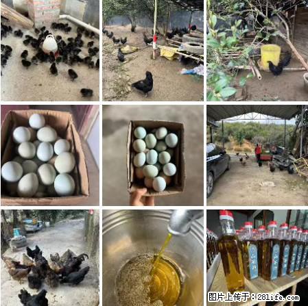 油茶园从小鸡仔开始养起的纯土鸡、土鸡蛋可以预定啦！还有前几天刚榨的纯山茶油哦 - 土特产 - 饮食特产 - 娄底分类信息 - 娄底28生活网 ld.28life.net