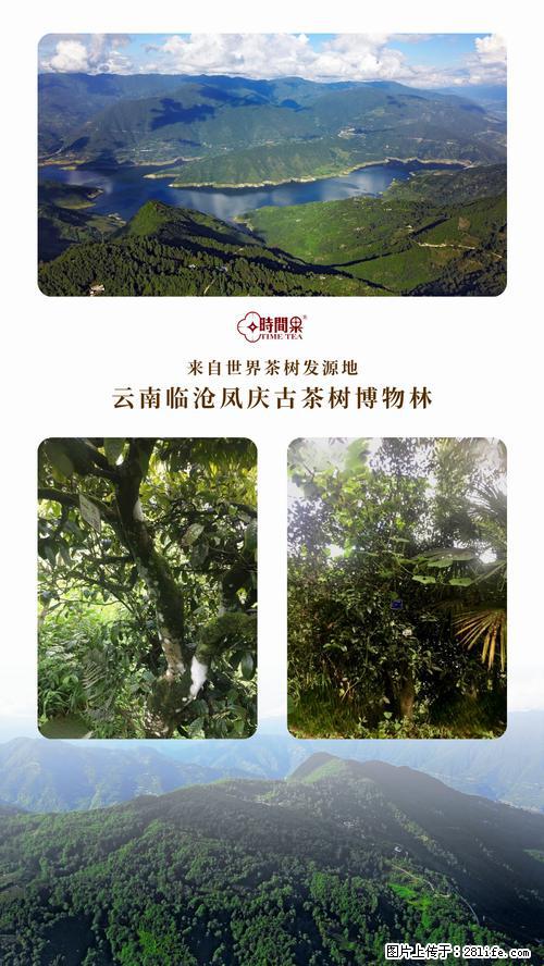 时间果百年古树2025年春红茶 - 购物交流 - 娄底生活社区 - 娄底28生活网 ld.28life.net