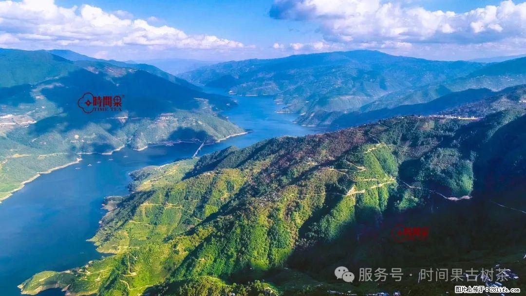 时间果百年古树龙珠普洱生茶 - 购物交流 - 娄底生活社区 - 娄底28生活网 ld.28life.net