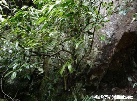 平乐石崖茶，珍贵仅次于金花茶 - 娄底生活资讯 - 娄底28生活网 ld.28life.net