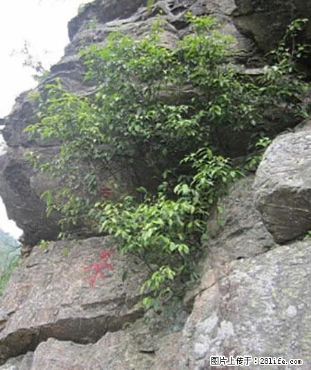 平乐石崖茶，珍贵仅次于金花茶 - 娄底生活资讯 - 娄底28生活网 ld.28life.net