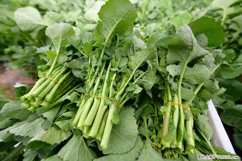 这些蔬菜是“天然钙片”，这6种被医生重点推荐 - 娄底生活资讯 - 娄底28生活网 ld.28life.net
